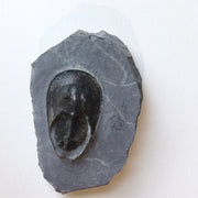 Trilobite Harpes perriradiatus