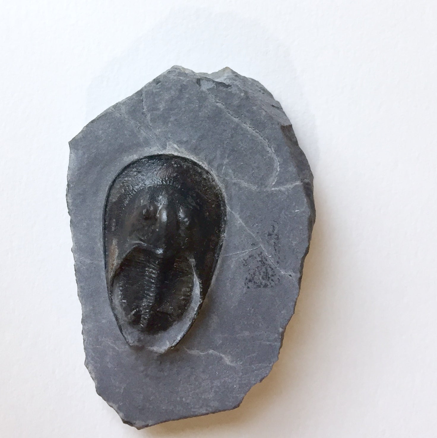 Trilobite Harpes perriradiatus