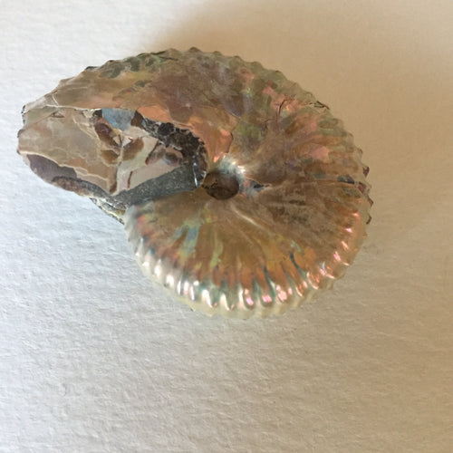 Discoscaphites conradi ammonite