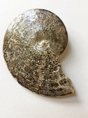 Sphenodiscus sp ammonite