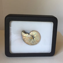 Discoscaphites conradi ammonite In box