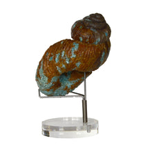 Nostoceras Malagasyense with Turquoise Inlay - LPFossils