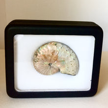 Discoscaphites conradi Ammonite in case