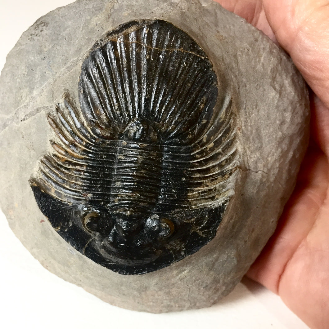 Trilobite fossil Platyscutellum furcifernum