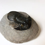 Trilobite Platyscutellum furcifernum