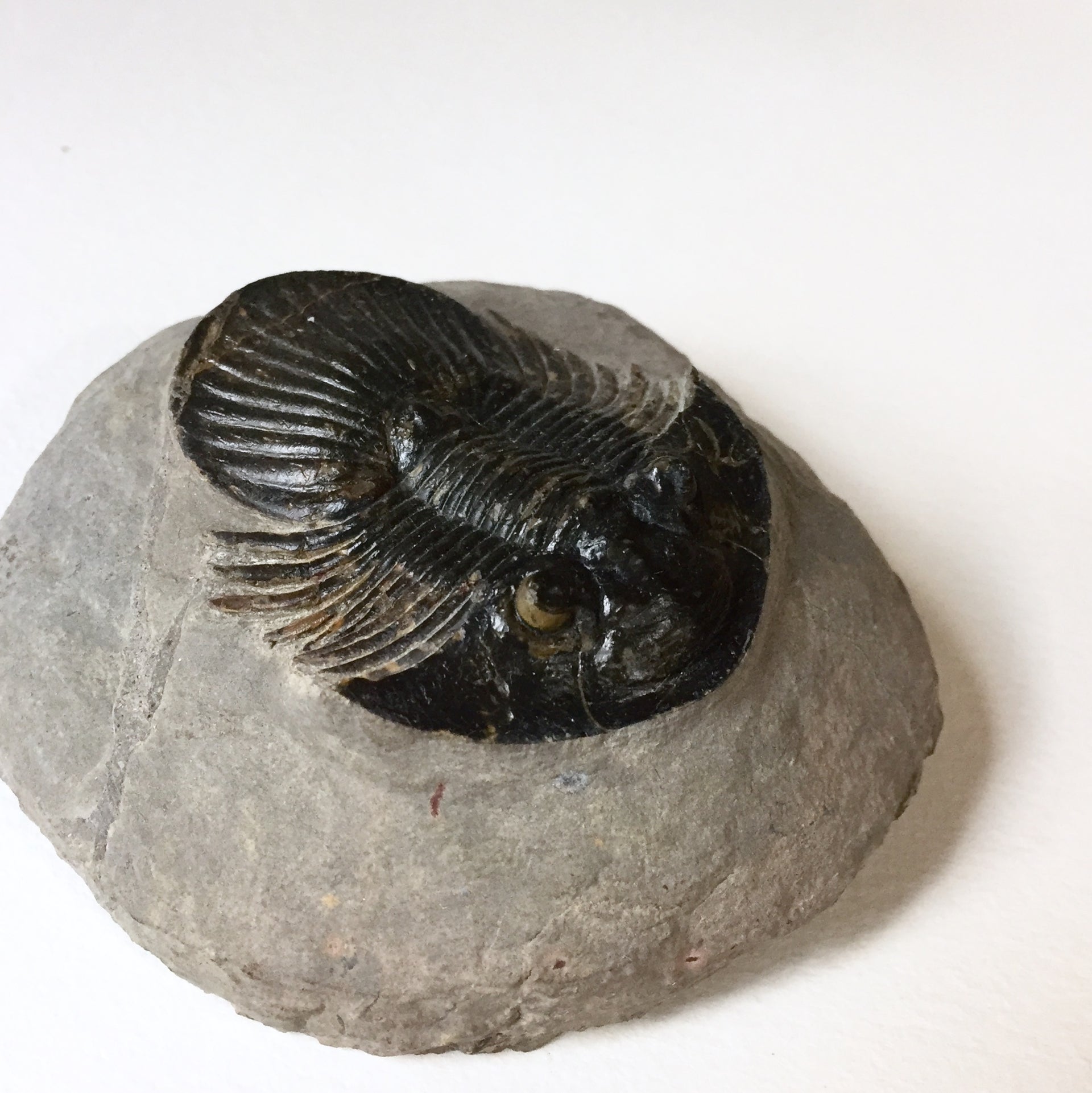 Trilobite Platyscutellum furcifernum