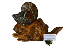 Sphenodiscus Beecheri with Cedar Stand - LPFossils