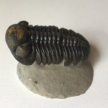 Trilobite fossil Barrandeops