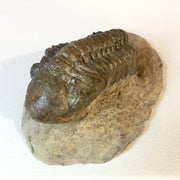 Crotalocephalina gibba