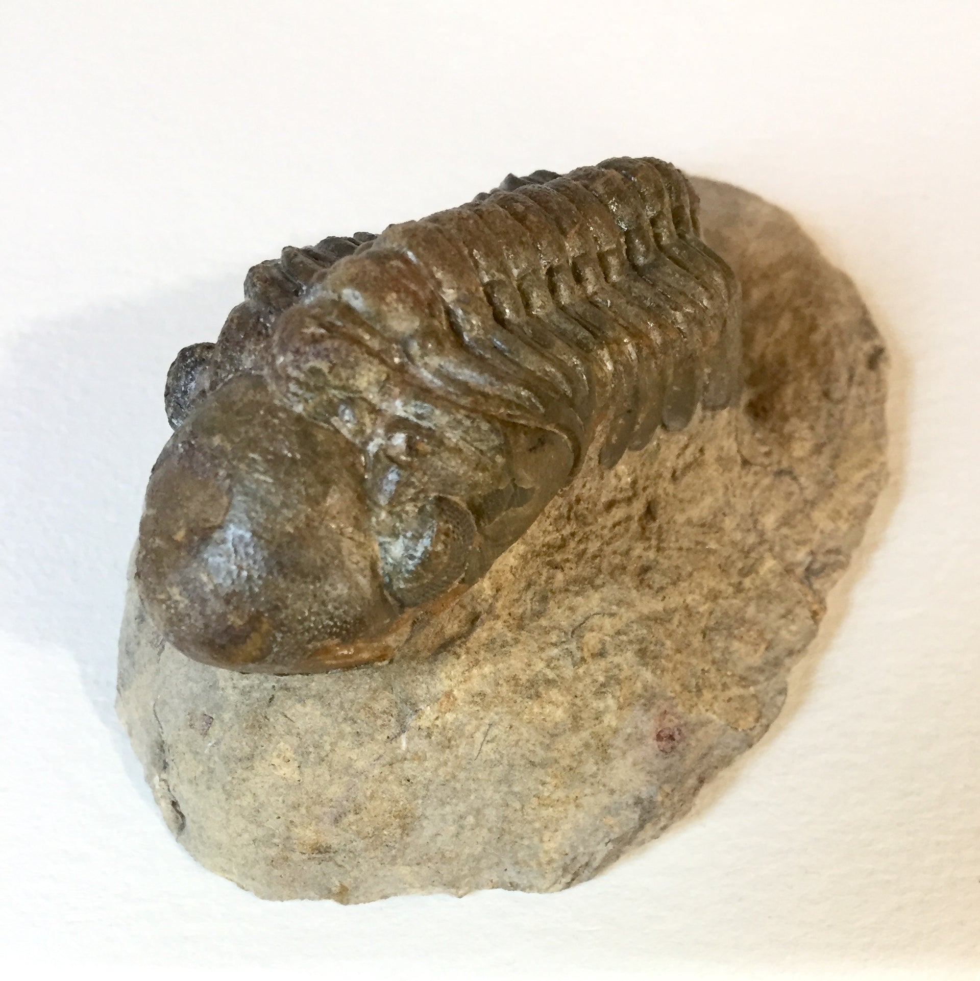 Crotalocephalina gibba