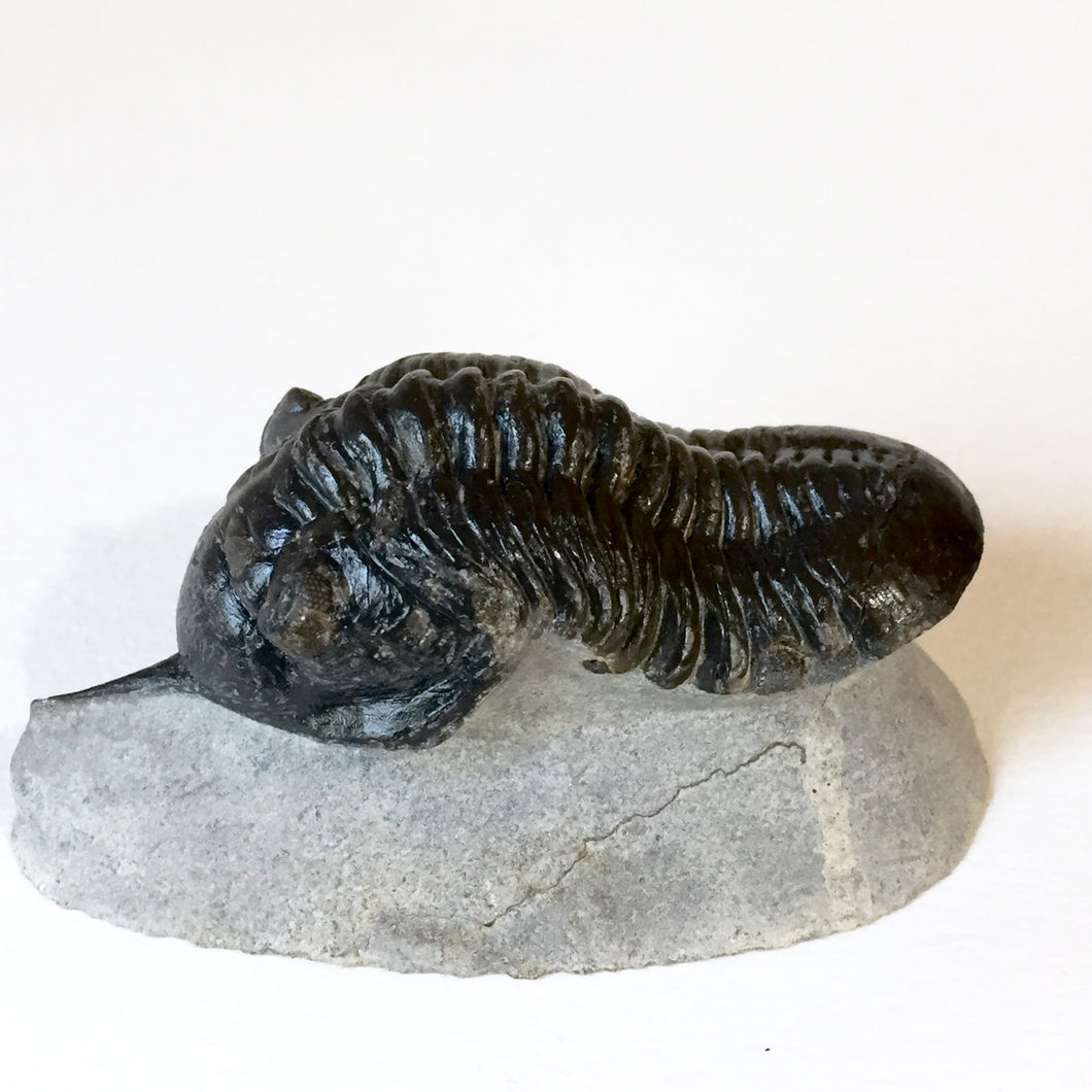 Trilobite fossil Morocanites mallodoides