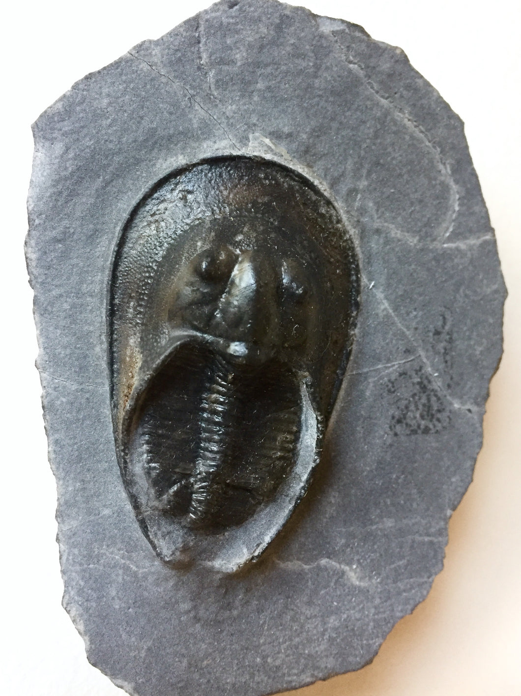 Trilobite fossil Harpes perriradiatus