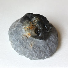 Trilobite fossil Coltraneia oufatensis