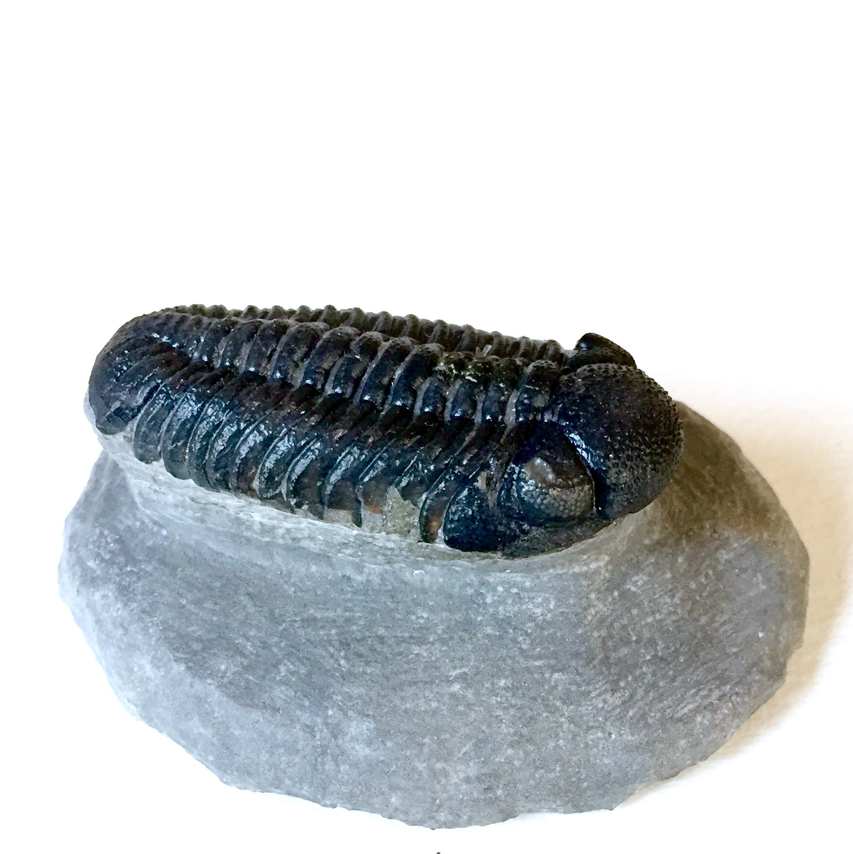 Trilobite  Boekops skelki