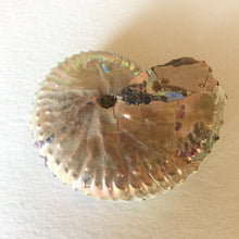 Discoscaphites conradi ammonite